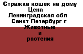 Стрижка кошек на дому.  › Цена ­ 900 - Ленинградская обл., Санкт-Петербург г. Животные и растения » Услуги   